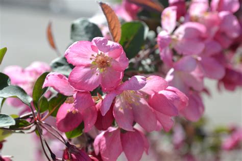 Indian Summer Crabapple Is A Early Spring Blooming Ornamental Tree
