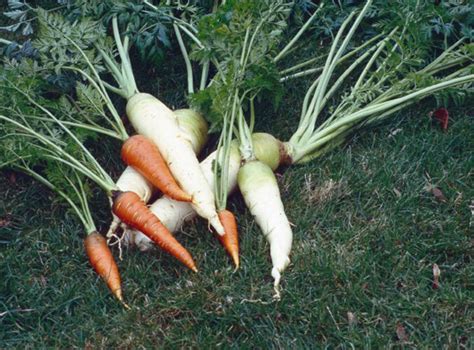 Heirloom Carrot Varieties Mother Earth News