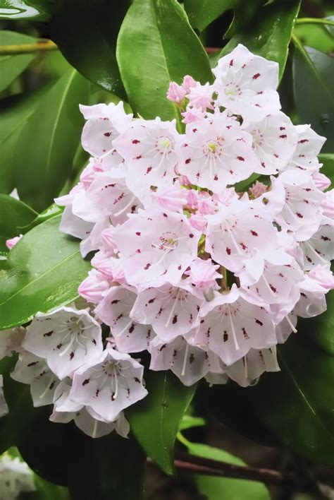 Shop for allstate floral spring flowers in artificial plants and flowers at walmart and save. 50+ Pictures of State Flowers - US State Flowers List