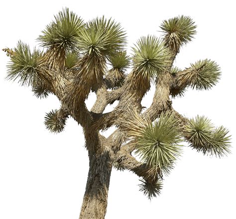 Joshua Tree Resilience To Climate Change
