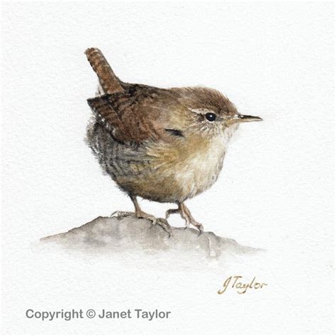 Wren An Original Watercolour Painting By Jan Taylor By