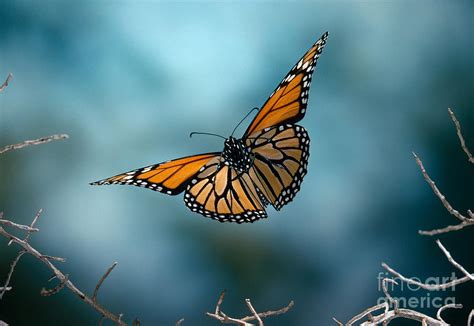 Monarch Butterfly In Flight Photograph By Stephen Dalton Pixels