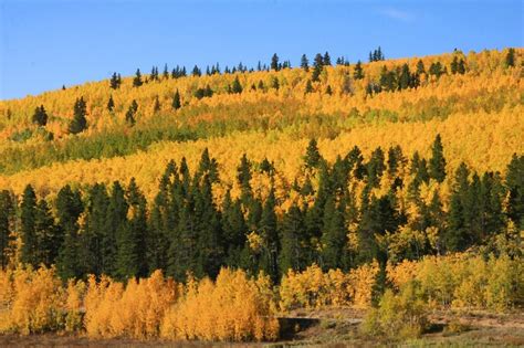 This Fall Foliage Road Trip Outside Of Denver Is Incredibly Gorgeous