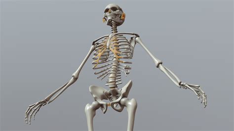 Human Bones 3d Model By Wanoco4d 92f7c2a Sketchfab