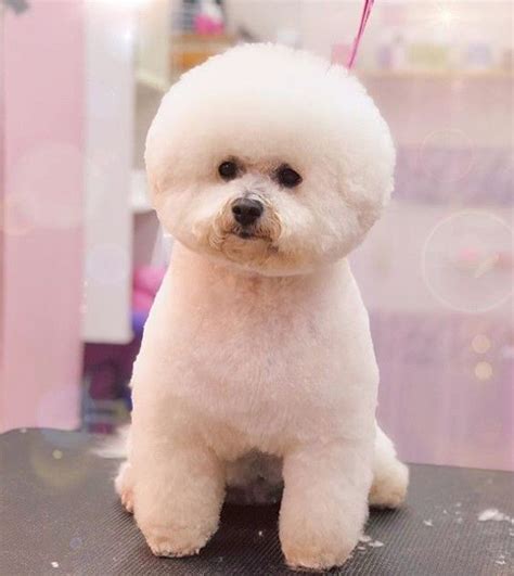 Bichon Frise Haircut Puppy Cut Puppy Love Dog Grooming Styles Bichon