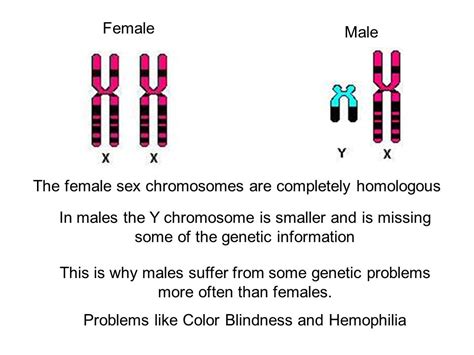 Two Y Chromosomes 47 Xyy Syndrome Medlineplus Genetics