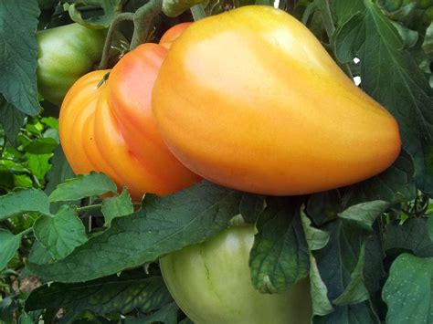 Samen Herztomate Orange Russian Garten Des Lebens Samenfestes Saatgut