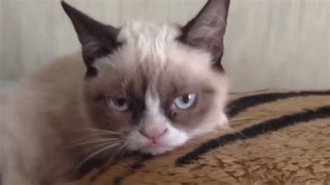 Dating site that does not require subscription. Do not disturb Grumpy Cat! - YouTube
