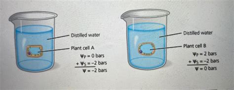 The Following Figure Shows A Plant Cell Immediately After It Has Been