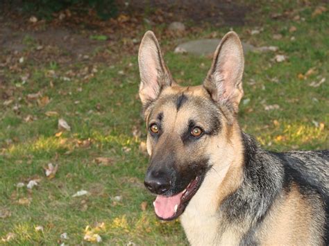 Short Haired German Shepherd 7 Things You Want To Know