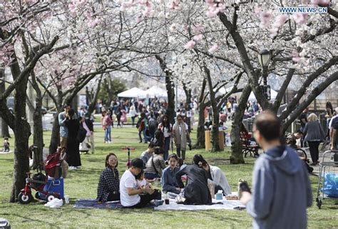 Roosevelt Island Cherry Blossom Festival Attracts Crowds Of Visitors In