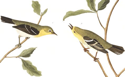 John James Audubons Five Mystery Birds