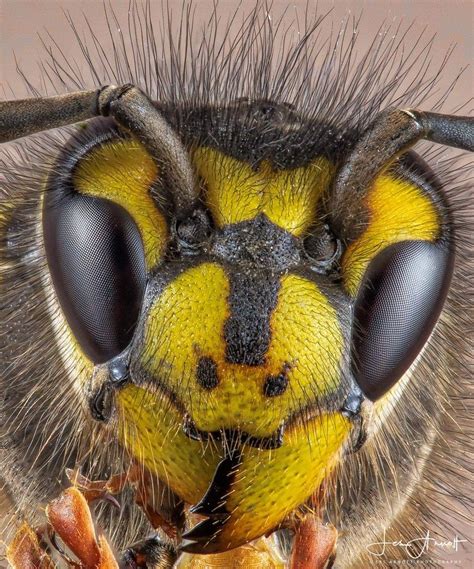 Vespula Germanica Wasp Head Animals Close Up Photos Wasp