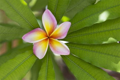 Hawaiian plumeria hawaiian plumeria, plumeria, frangipani. Plumeria Flower Meaning - Its Deep Symbolism in Various ...