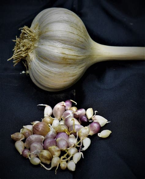Hungarian Purple Hardneck Garlic Bulbils Non Gmo Heirloom Etsy