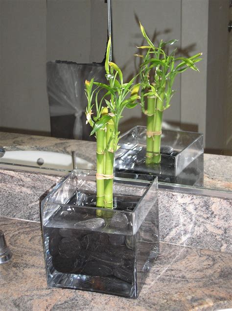 They can be treated manually (picking off bugs) or by. Indoor Bamboo Plant - Bamboo Plants HQ