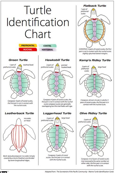 Baby Turtle Identification Chart