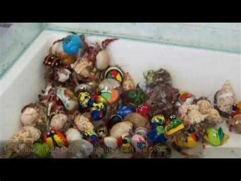 One distinctive thing about them is their habit of transferring from one shell to another shell, as they grow bigger. Hermit Crabs The mistreated Animal |Proper Crab Care| - YouTube