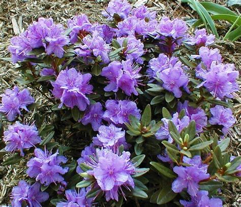 Rhododendron Dwarf Blue Silver Garden Plants