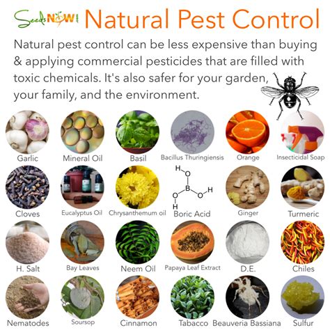 Check them daily to make sure you are not catching beneficial insects. Natural Pest Control Methods - Urban Organic Gardener