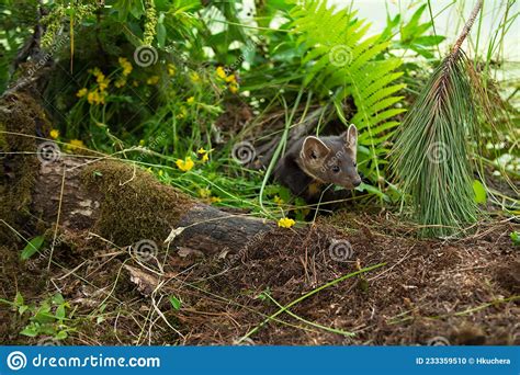 American Pine Marten Martes Americana Looks Out From Burrow Summer