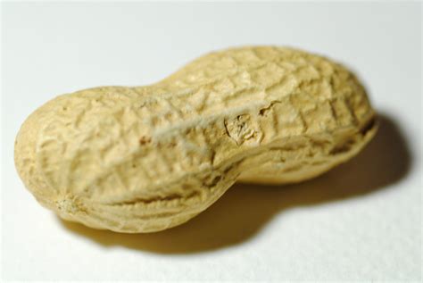 Peanut Free Stock Photo Public Domain Pictures