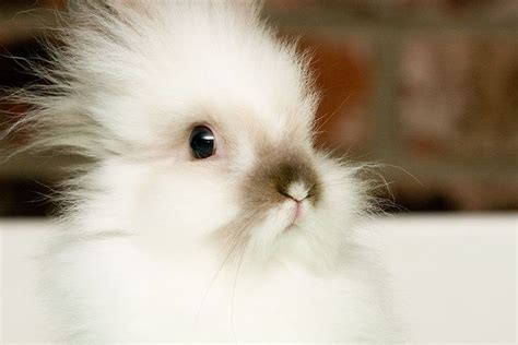 White Bunny Rabbit Fluffy Animals Cute Animals Cute Creatures