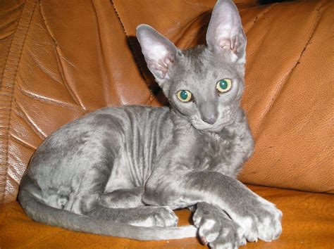 Cornish Rex cat on a sofa wallpapers and images ...
