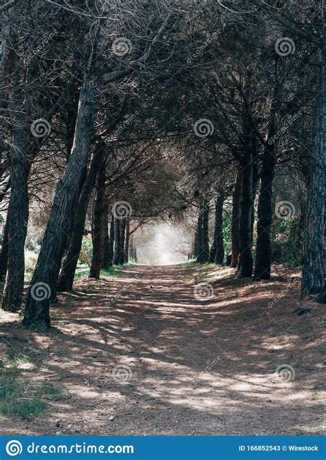 Vertical Shot Of A Gravel Road Going Through The Beautiful Trees In A