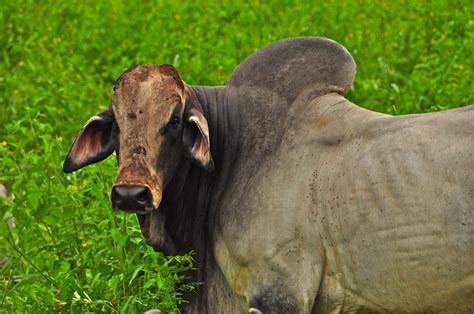 The brahma is a breed of. Tamarindo, Costa Rica Daily Photo: Brahman cow