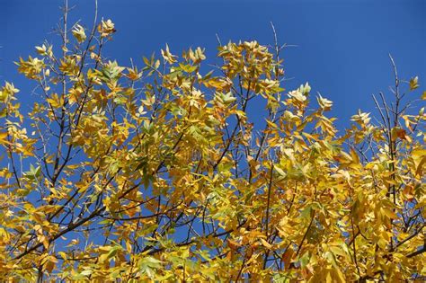 Golden Yellow Autumnal Foliage Of Fraxinus Pennsylvanica Against Blue
