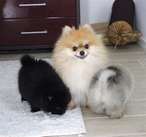Pomeranian Puppies For Sale Kansas City Mo
