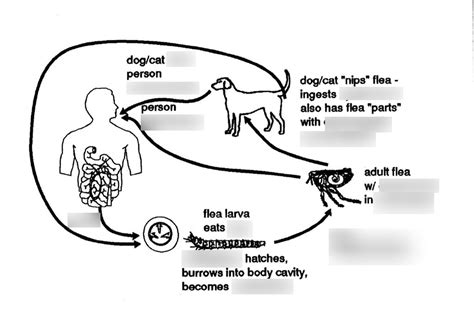 Dipylidium Caninum Double Pored Tapeworm Life Cycle Diagram Quizlet