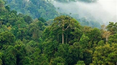 9 Manfaat Dan Ciri Ciri Hutan Hujan Tropis