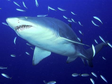 Types Of Sharks In The Red Sea Hubpages