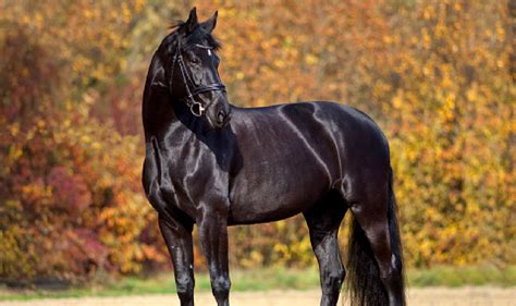 100 Beautiful Black Horse Names For Fillies And Stallions