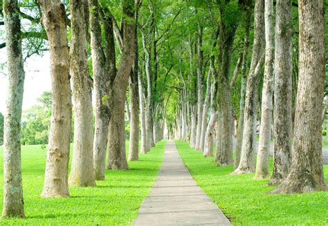 Shutterstock59706901 Tree Lined Path Aligned And Well