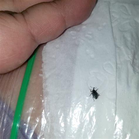 identifying small black bugs thriftyfun
