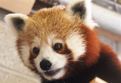 Red Panda Buttonwood Park Zoo