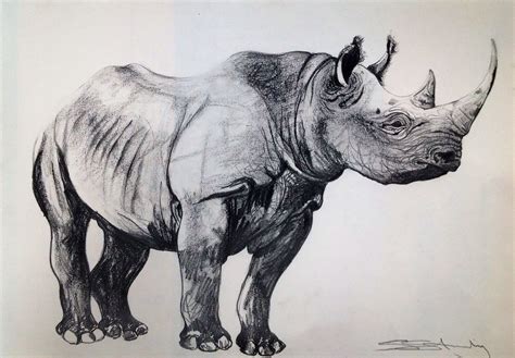 Rhino Art Rhino Illustration Animal Sketches