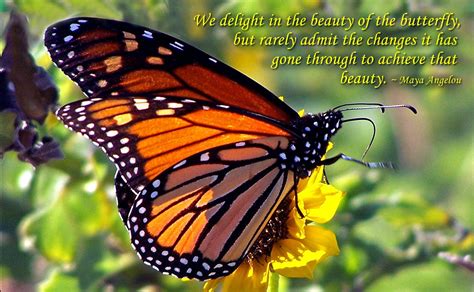 Quotes About Monarch Butterfly 24 Quotes
