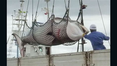 japanese hunters kill 120 pregnant minke whales cnn