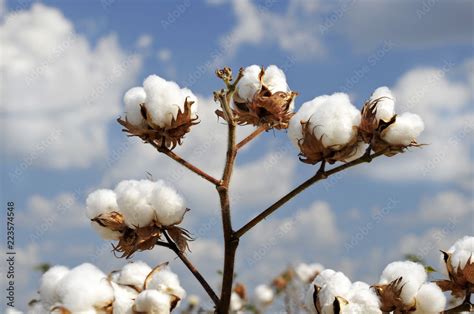 Cotton Plant Stock Photo Adobe Stock