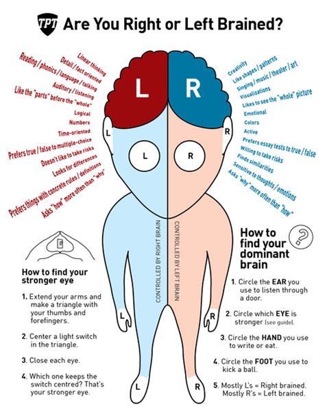 Are You Right Or Left Brained Enotes Blog