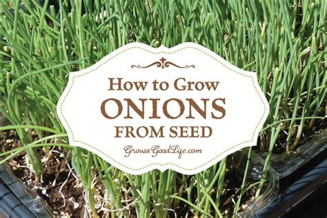 How To Grow Onions From Seed