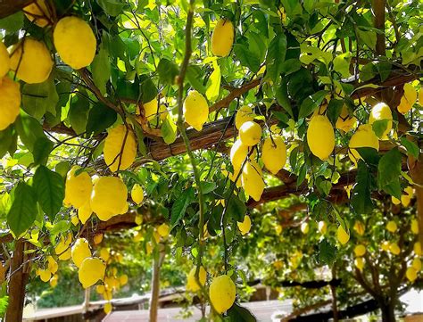 Amalfi Lemon With Farmer Salvatore Aceto Our Edible Italy