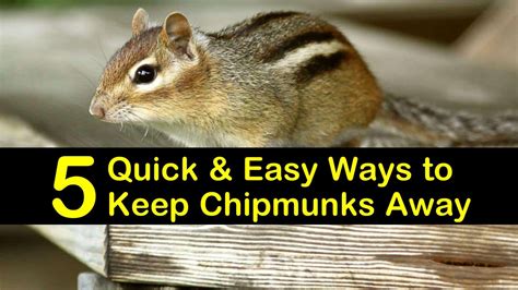 How To Get Rid Of Chipmunks In My Vegetable Garden Garden Likes