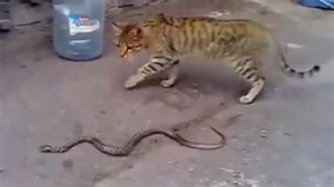 Cat Vs Snake Who Would Win Snake Poin