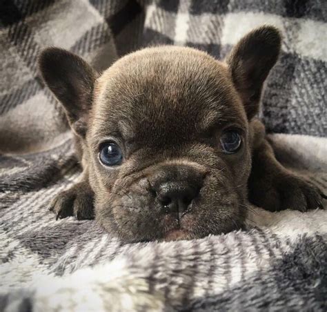 I could not be happier! French Bulldog Puppies For Sale | Pittsburgh, PA #297444