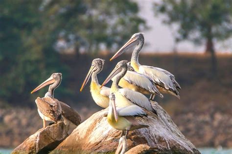 Ranganathittu Bird Sanctuary The Essential Travel Guide